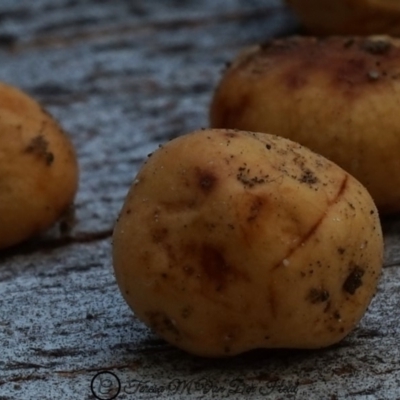 Truffles (Truffle-like fungi) at Bodalla, NSW - 11 Jun 2019 by Teresa