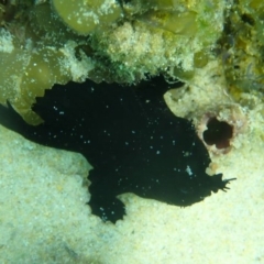 Antennarius striatus (Striate Anglerfish) at Merimbula, NSW - 9 Jan 2019 by SapphireCoastMarineDiscoveryCentre