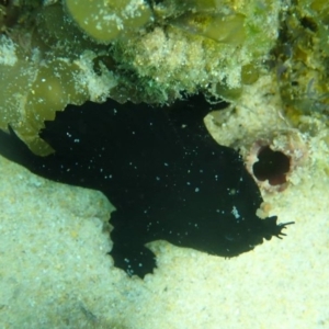 Antennarius striatus at Merimbula, NSW - 9 Jan 2019