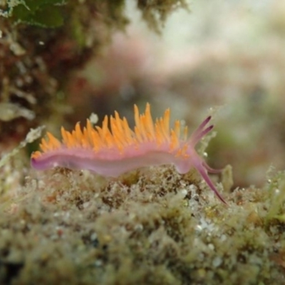 Unidentified Sea Slug / Sea Hare / Bubble Shell at Merimbula, NSW - 1 Jan 2019 by SapphireCoastMarineDiscoveryCentre