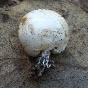 Truffles at Bodalla, NSW - 11 Jan 2019 12:00 AM