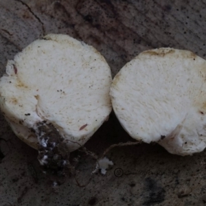 Truffles at Bodalla, NSW - 11 Jan 2019 12:00 AM