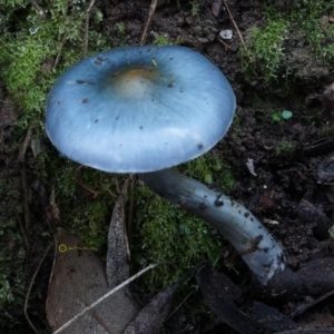 Cortinarius rotundisporus at Bodalla, NSW - 11 Jun 2019 12:00 AM