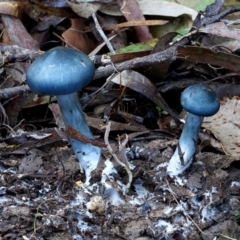 Cortinarius rotundisporus at Bodalla, NSW - 11 Jun 2019 12:00 AM