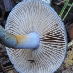 Cortinarius rotundisporus at Bodalla, NSW - 11 Jun 2019 12:00 AM