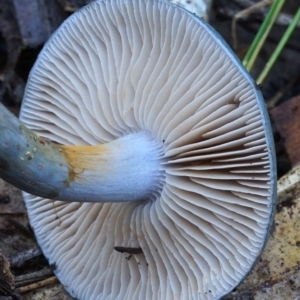 Cortinarius rotundisporus at Bodalla, NSW - 11 Jun 2019