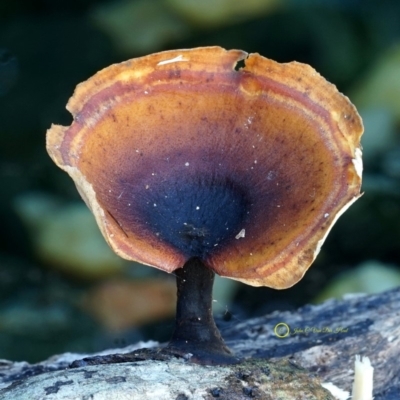 Polyporus (A stemmed polypore ) at Narooma, NSW - 11 Jun 2019 by Teresa