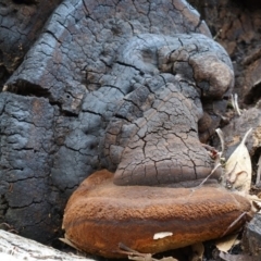 Phellinus sp. (Phellinus sp.) at Bodalla, NSW - 10 Jun 2019 by Teresa