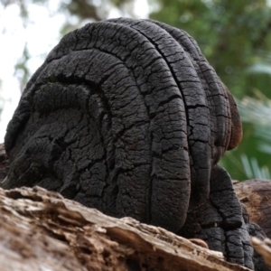 Phellinus sp. at Bodalla, NSW - 10 Jun 2019 12:00 AM