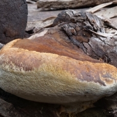 Phellinus sp. at Bodalla, NSW - 10 Jun 2019 12:00 AM