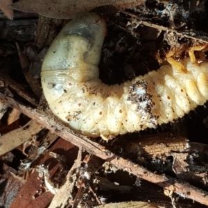 Scarabaeidae (family) at Isaacs, ACT - 14 Jun 2019 11:37 AM