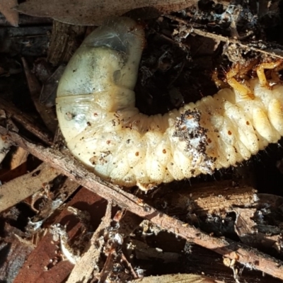Scarabaeidae (family) (Scarab beetle, curl grub) at Isaacs, ACT - 14 Jun 2019 by Mike