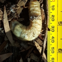 Scarabaeidae (family) at Isaacs, ACT - 14 Jun 2019 11:37 AM