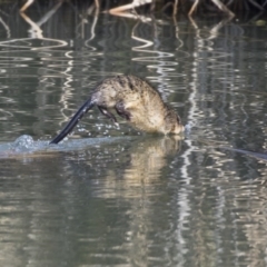 Hydromys chrysogaster (Rakali or Water Rat) at Giralang Wetlands - 14 Jun 2019 by AlisonMilton