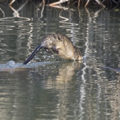 Hydromys chrysogaster (Rakali or Water Rat) at Giralang, ACT - 14 Jun 2019 by AlisonMilton