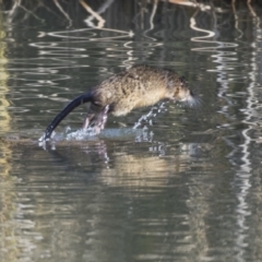 Hydromys chrysogaster at Giralang, ACT - 14 Jun 2019