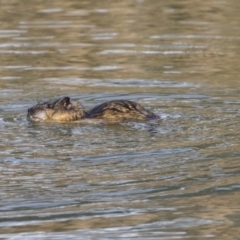 Hydromys chrysogaster at Giralang, ACT - 14 Jun 2019