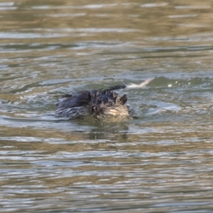 Hydromys chrysogaster at Giralang, ACT - 14 Jun 2019