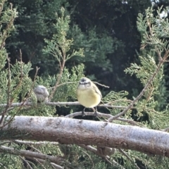 Acanthiza chrysorrhoa (Yellow-rumped Thornbill) at Isaacs, ACT - 12 Jun 2019 by Mike