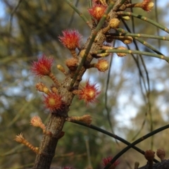 Allocasuarina verticillata (Drooping Sheoak) at Isaacs Ridge and Nearby - 12 Jun 2019 by Mike