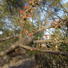 Allocasuarina verticillata at Isaacs, ACT - 12 Jun 2019 04:03 PM