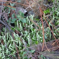 Cladonia sp. (genus) (Cup Lichen) at Isaacs Ridge and Nearby - 12 Jun 2019 by Mike