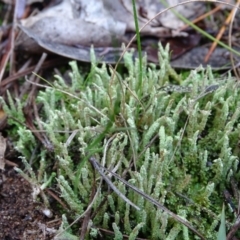 Cladonia sp. (genus) at Isaacs, ACT - 12 Jun 2019