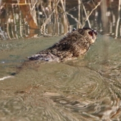 Hydromys chrysogaster (Rakali or Water Rat) at Jerrabomberra Wetlands - 14 Jun 2019 by RodDeb