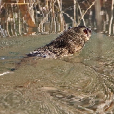 Hydromys chrysogaster (Rakali or Water Rat) at Jerrabomberra Wetlands - 14 Jun 2019 by RodDeb