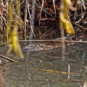 Hydromys chrysogaster at Fyshwick, ACT - 14 Jun 2019