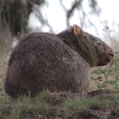 Vombatus ursinus (Common wombat, Bare-nosed Wombat) at Point Hut to Tharwa - 27 Mar 2019 by michaelb