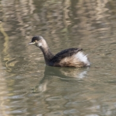 Tachybaptus novaehollandiae (Australasian Grebe) at Giralang, ACT - 14 Jun 2019 by AlisonMilton