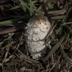 Coprinus comatus (Shaggy Ink Cap) at McKellar, ACT - 14 Jun 2019 by Alison Milton