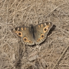 Junonia villida (Meadow Argus) at Giralang, ACT - 14 Jun 2019 by AlisonMilton