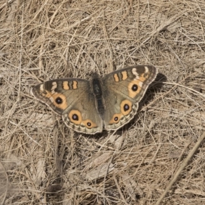 Junonia villida (Meadow Argus) at Giralang Wetlands - 14 Jun 2019 by AlisonMilton