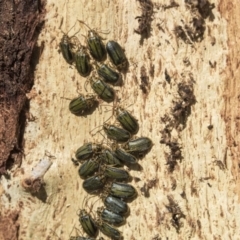 Xanthogaleruca luteola (Elm leaf beetle) at Giralang, ACT - 14 Jun 2019 by AlisonMilton