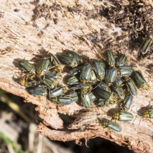 Xanthogaleruca luteola at Giralang, ACT - 14 Jun 2019