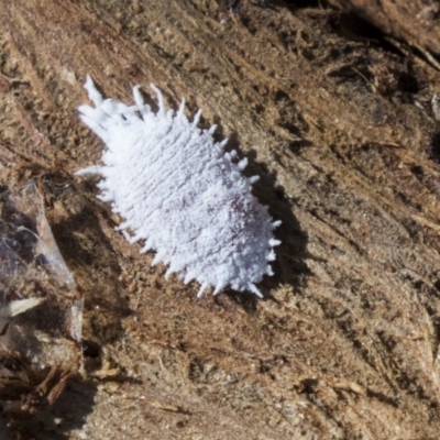 Cryptolaemus montrouzieri (Mealybug ladybird) at Giralang, ACT - 14 Jun 2019 by AlisonMilton