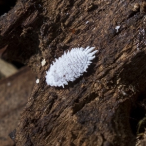 Cryptolaemus montrouzieri at Giralang, ACT - 14 Jun 2019 12:15 PM