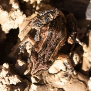 Crinia signifera at Amaroo, ACT - 15 Jun 2019