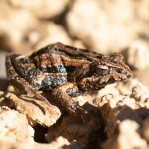 Crinia signifera at Amaroo, ACT - 15 Jun 2019 12:25 PM