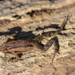 Crinia signifera at Amaroo, ACT - 15 Jun 2019