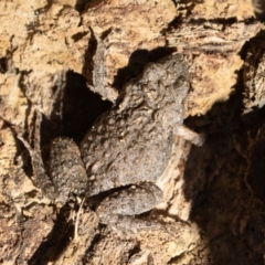 Crinia sp. (genus) (A froglet) at Amaroo, ACT - 15 Jun 2019 by rawshorty