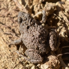 Crinia sp. (genus) at Amaroo, ACT - 15 Jun 2019 12:26 PM