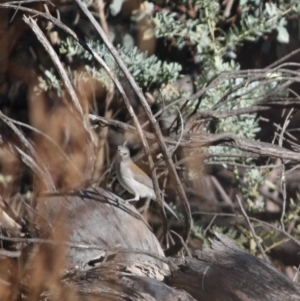 Colluricincla harmonica at Red Hill, ACT - 15 Jun 2019