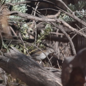 Colluricincla harmonica at Red Hill, ACT - 15 Jun 2019