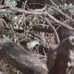 Colluricincla harmonica at Red Hill, ACT - 15 Jun 2019