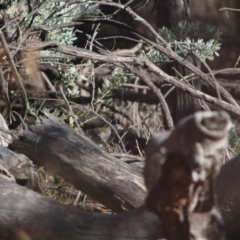 Colluricincla harmonica at Red Hill, ACT - 15 Jun 2019