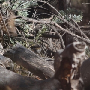 Colluricincla harmonica at Red Hill, ACT - 15 Jun 2019