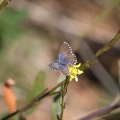 Theclinesthes serpentata (Saltbush Blue) at Red Hill Nature Reserve - 15 Jun 2019 by LisaH